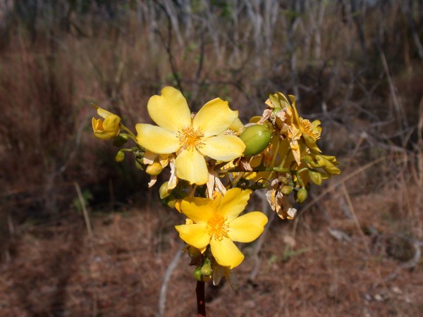 Kapok Flowers (Murrill billabong walk)